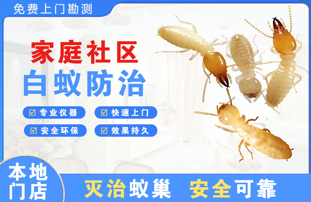 江门家庭社区白蚁防治