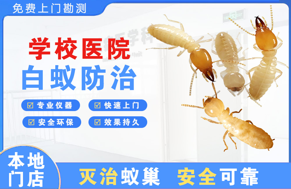 江门学校医院白蚁防治