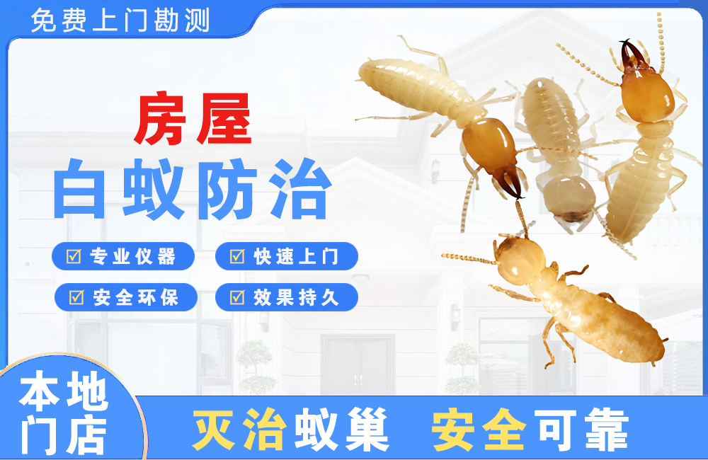 江门房屋白蚁防治