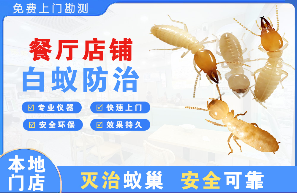 江门餐厅店铺白蚁防治